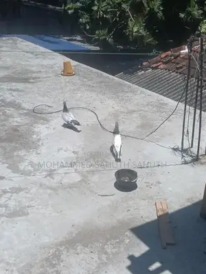 Pigeon