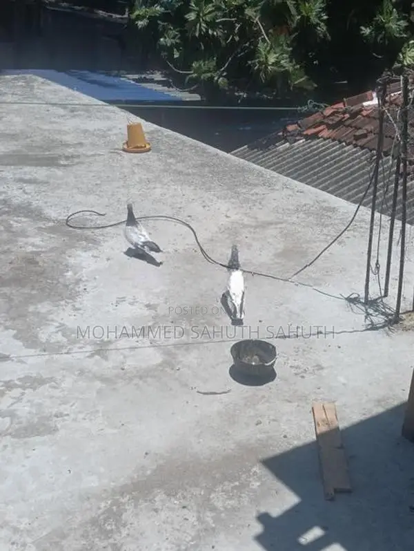 Pigeon