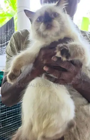 Persian Kitten
