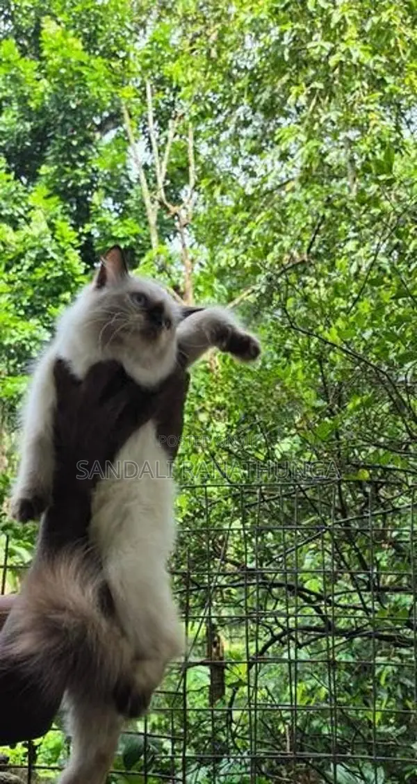 Persian Kitten