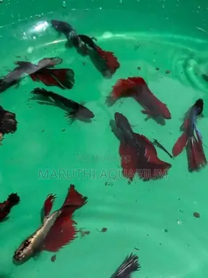 Betta Fish