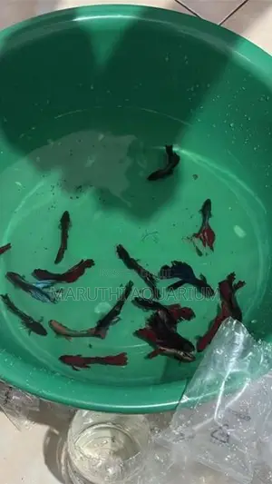 Betta Fish