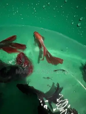 Betta Fish
