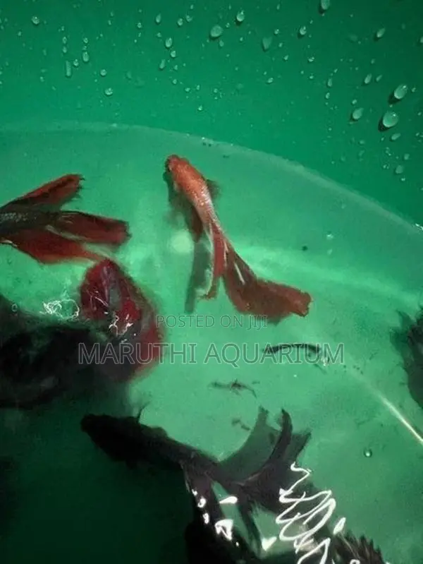 Betta Fish