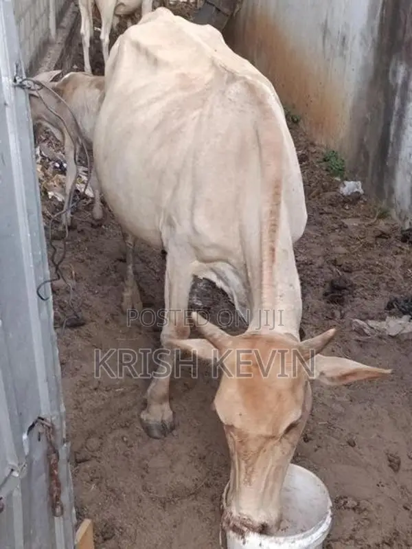 பண்ணை மாடு