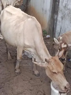 பண்ணை மாடு