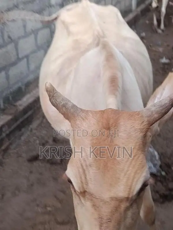 பண்ணை மாடு