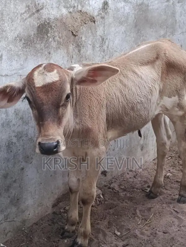 பண்ணை மாடு