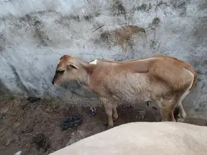 பண்ணை மாடு