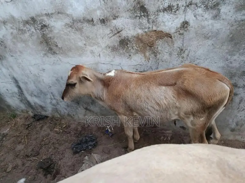 பண்ணை மாடு