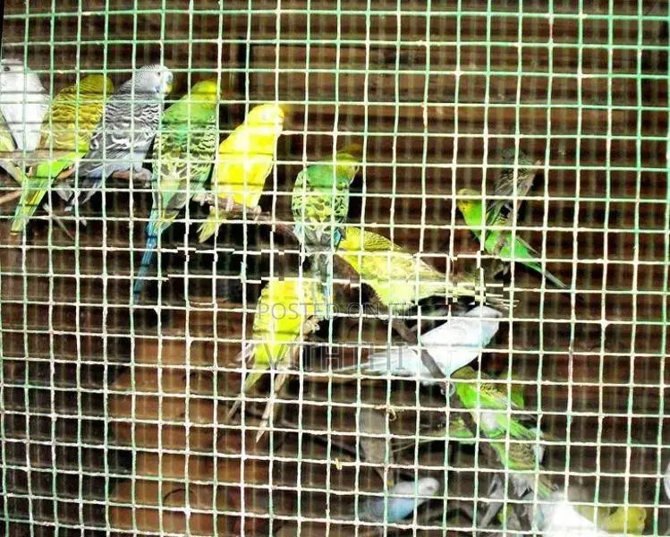Love Birds