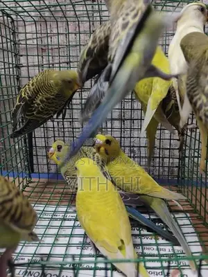 Love Birds
