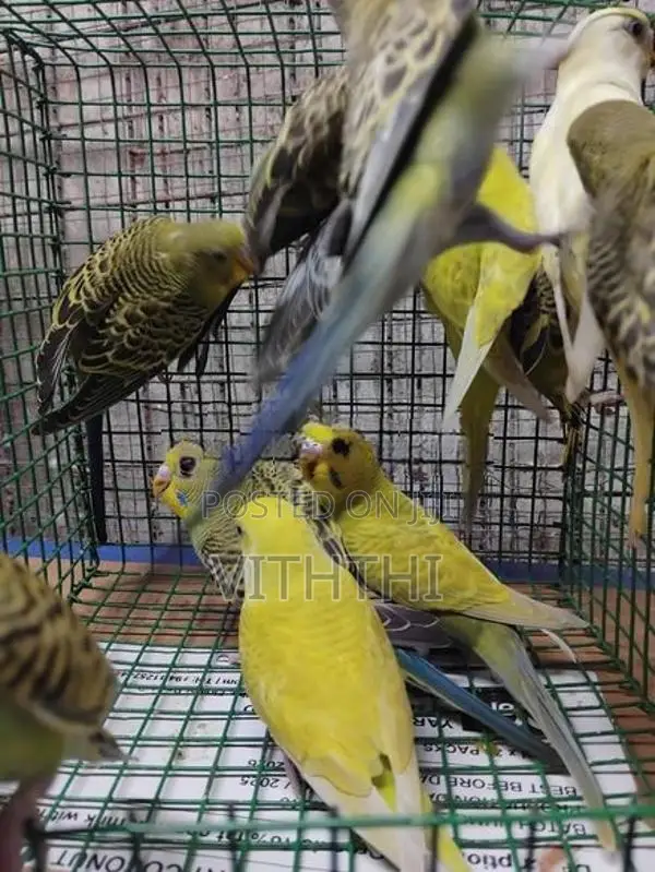 Love Birds