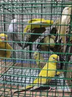 Love Birds