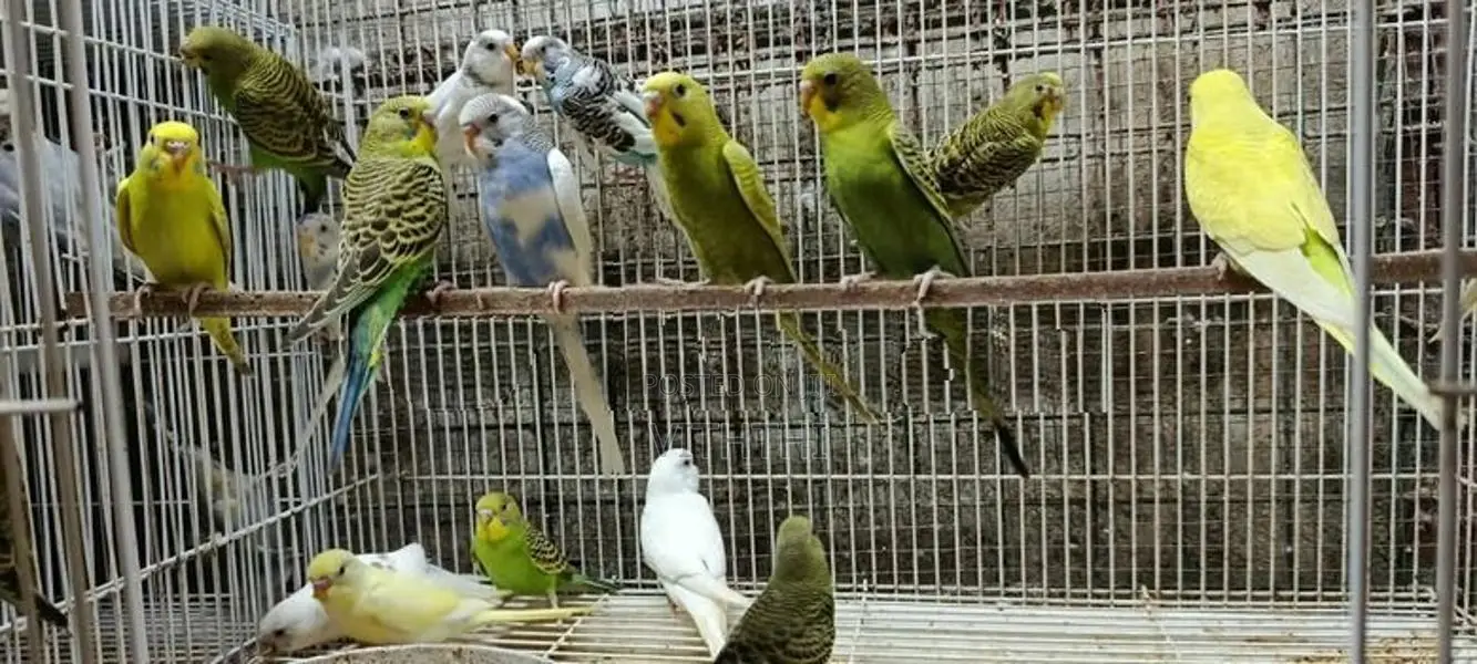 Love Birds