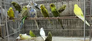 Love Birds