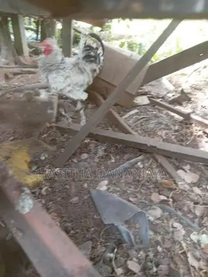 Bantam කුකුලෙක්