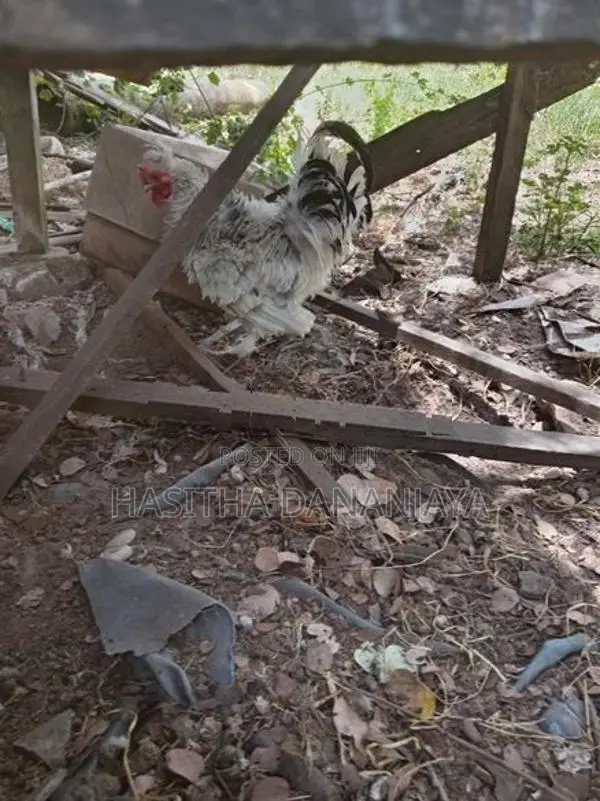 Bantam කුකුලෙක්