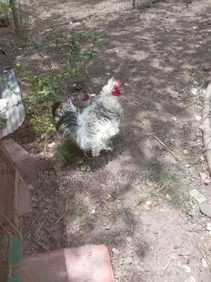 Bantam කුකුලෙක්