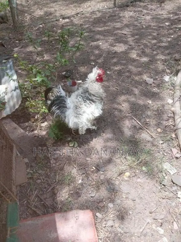Bantam කුකුලෙක්