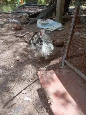 Bantam කුකුලෙක්