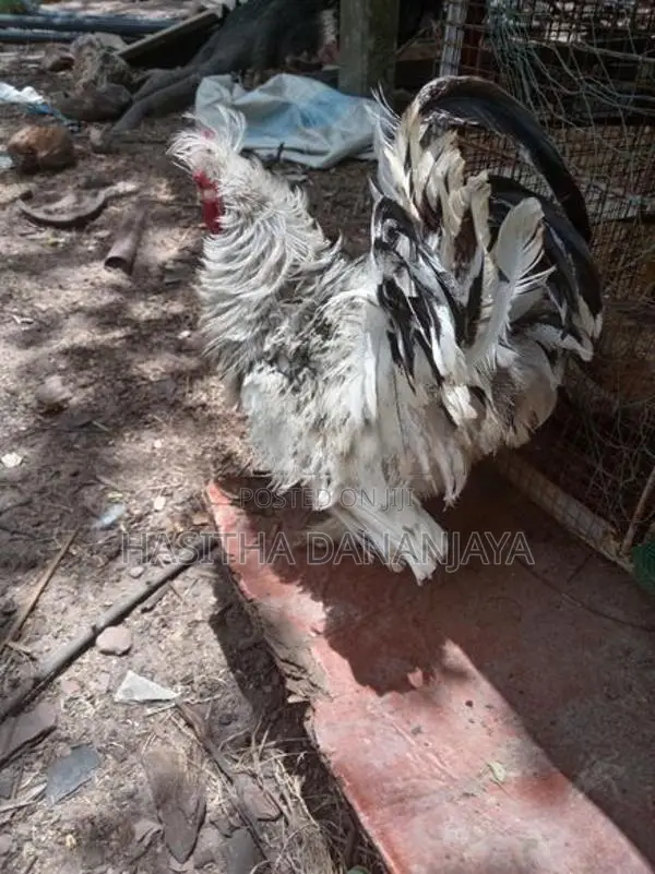 Bantam කුකුලෙක්