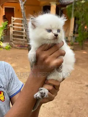 Persian Cat