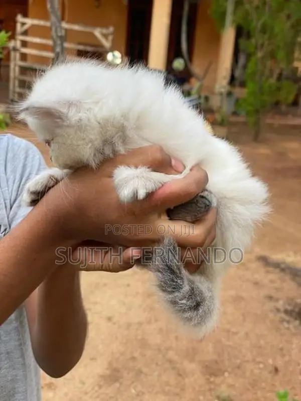 Persian Cat