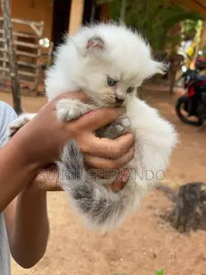 Persian Cat