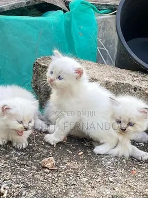Persian Cat