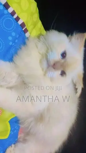 Persian Cats