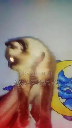 Persian Cats
