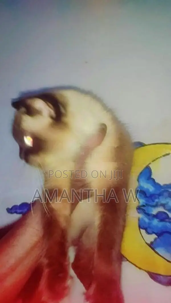 Persian Cats