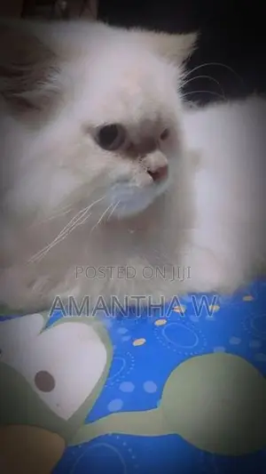 Persian Cats