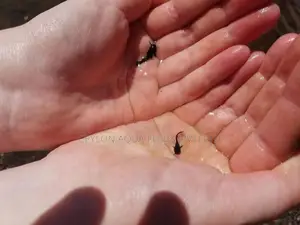 Catfish