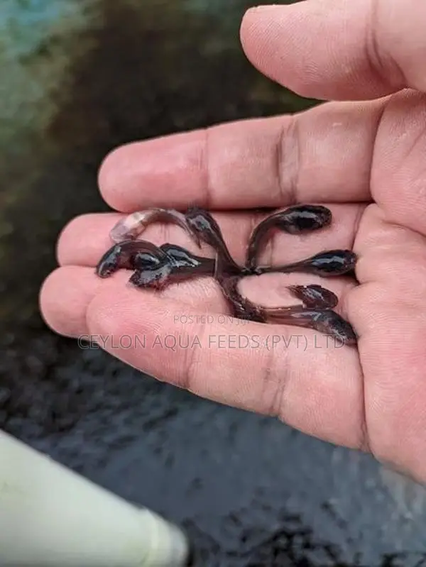 Catfish