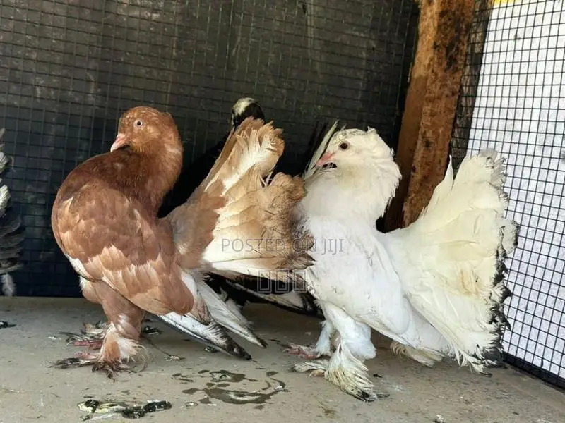 Fantail Pigeon