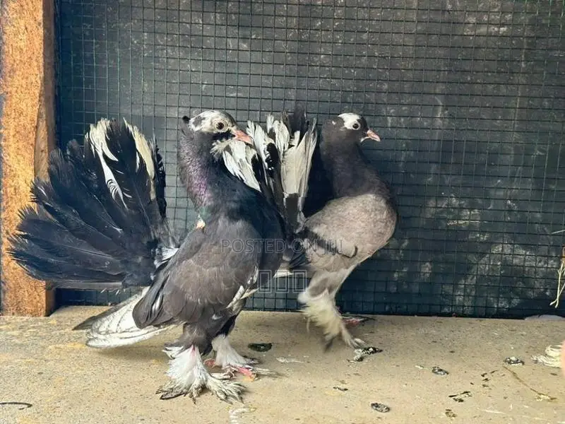 Fantail Pigeon