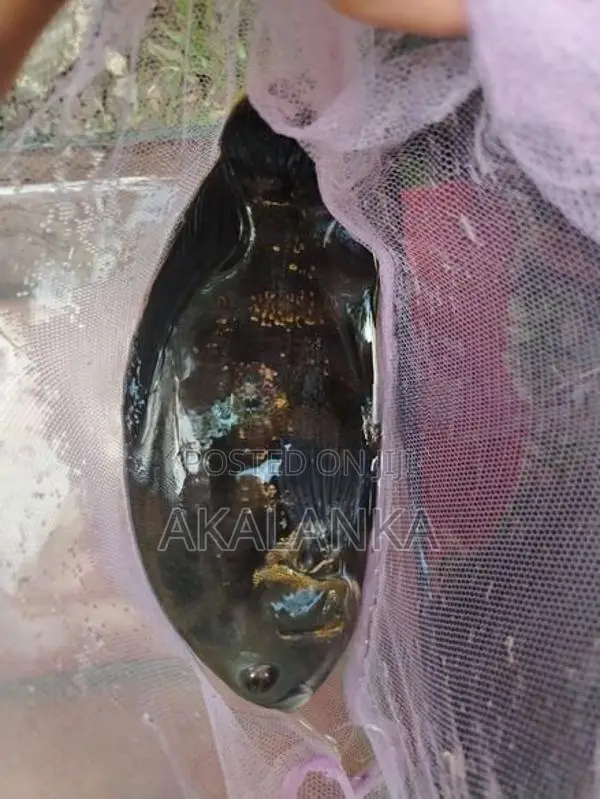 Black Tiger Oscar Fish