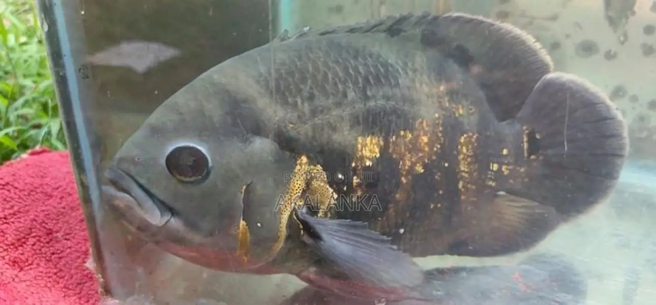 Black Tiger Oscar Fish
