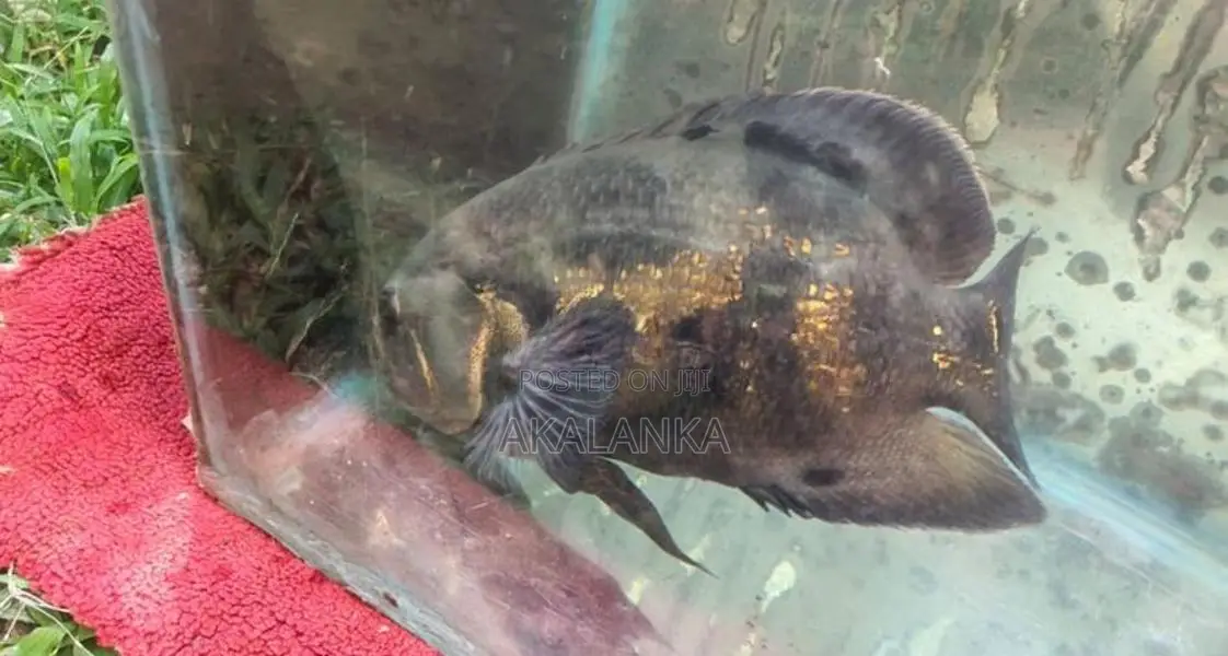 Black Tiger Oscar Fish