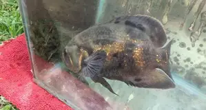 Black Tiger Oscar Fish