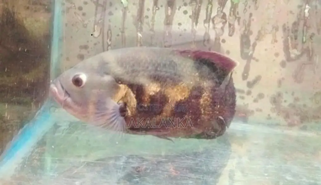Black Tiger Oscar Fish