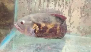 Black Tiger Oscar Fish