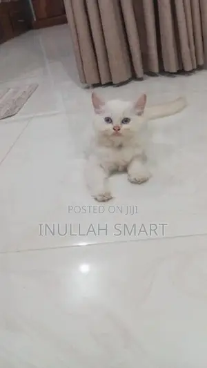 Persian Cat 2 Male