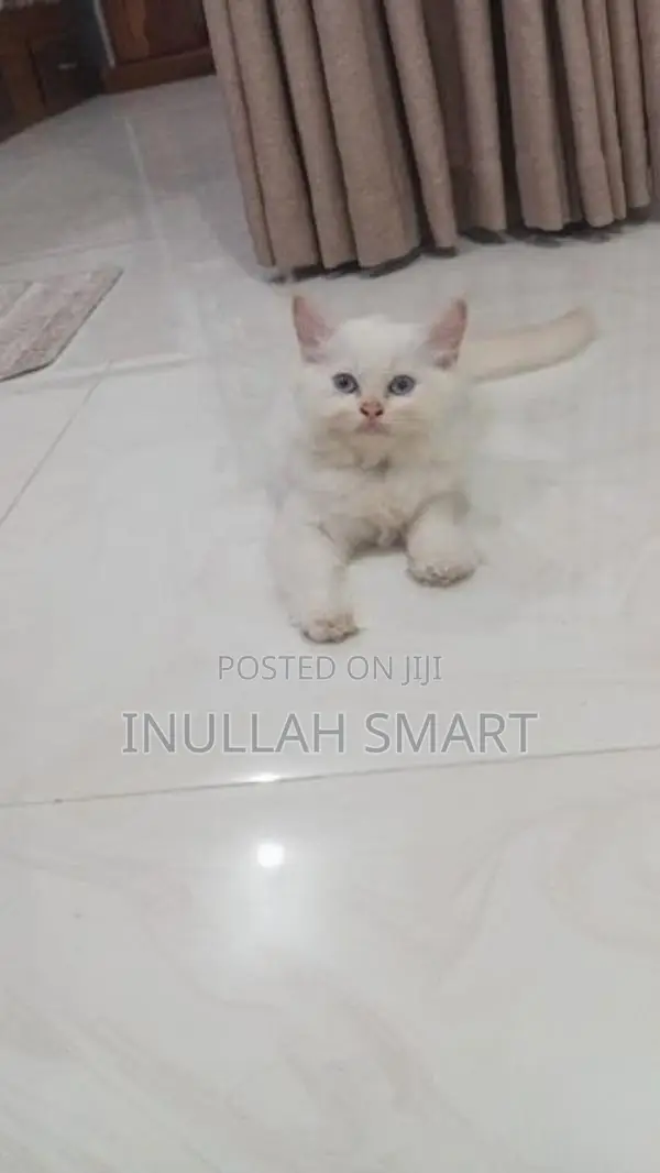 Persian Cat 2 Male