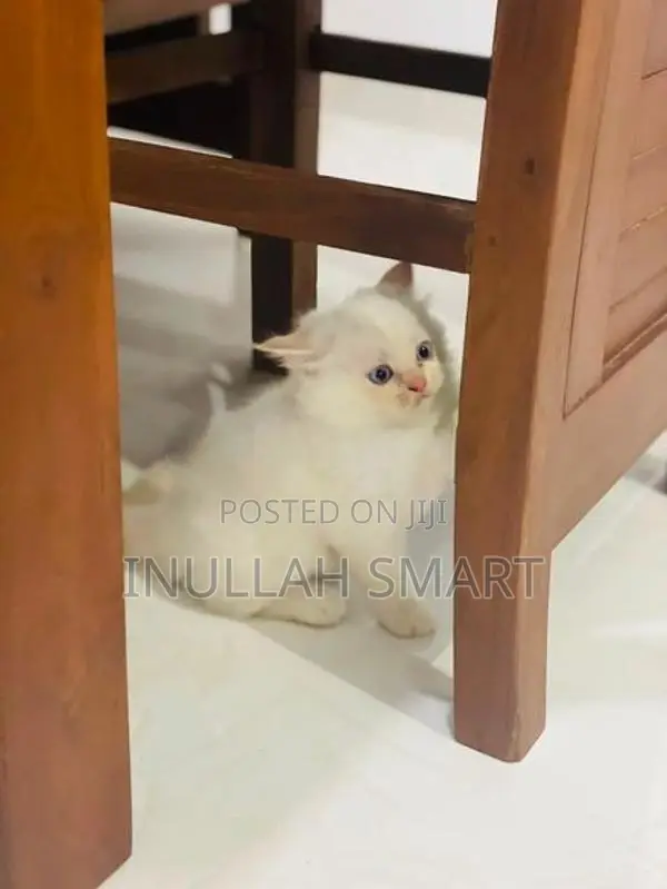 Persian Cat 2 Male