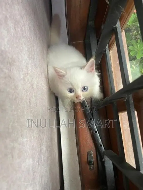 Persian Cat 2 Male