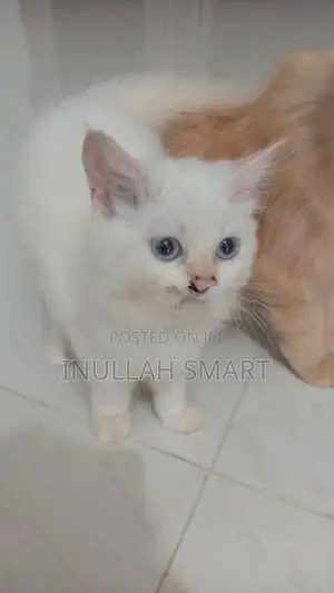 Persian Cat 2 Male