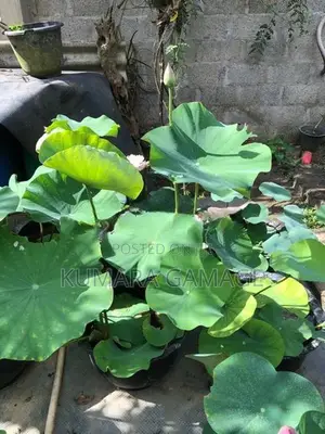 මල් සහිත නෙලුම් පදුරු